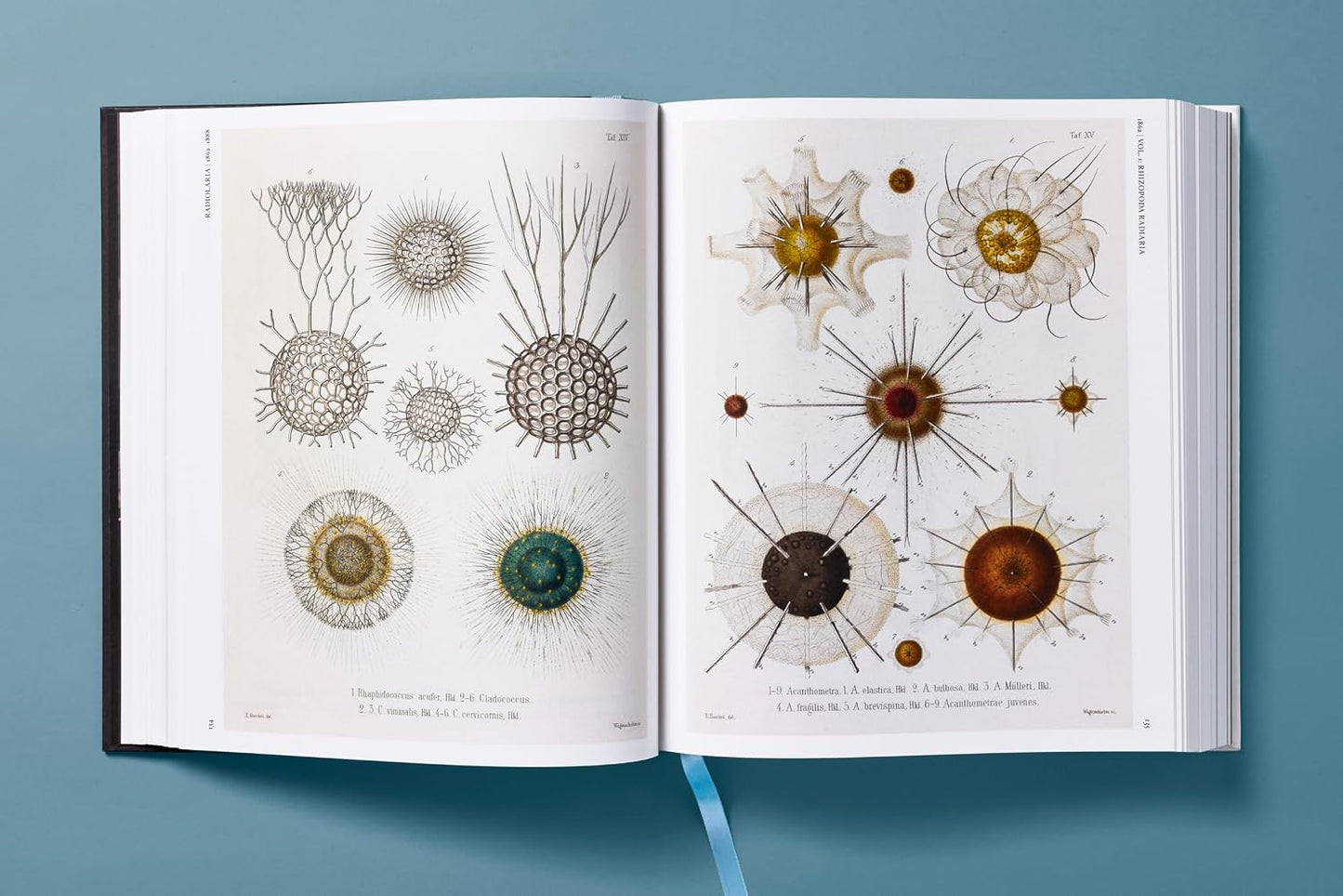 The Art and Science of Ernst Haeckel
