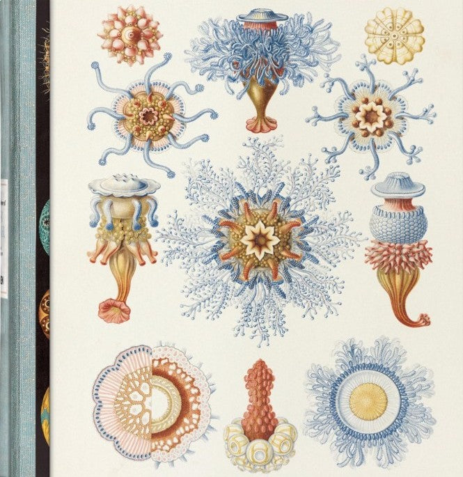 The Art and Science of Ernst Haeckel