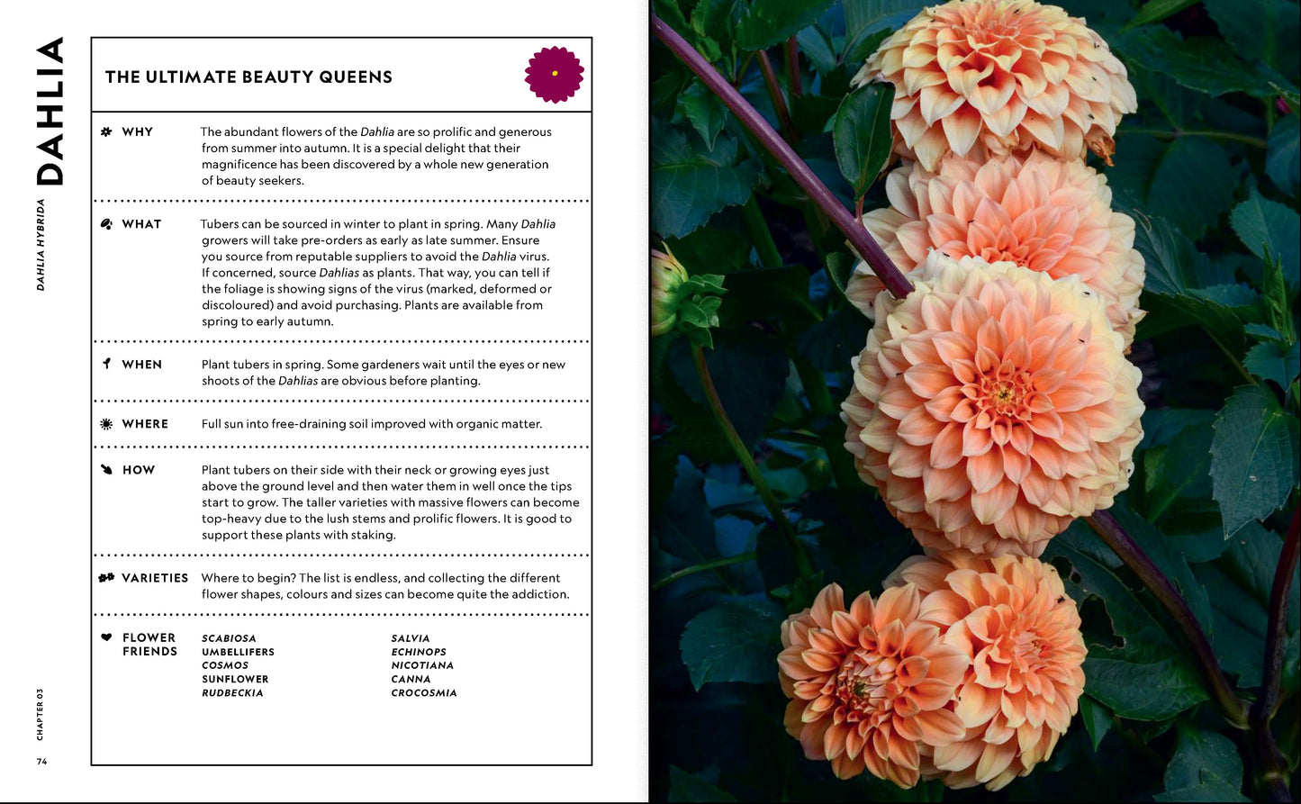 The Super Bloom Handbook
