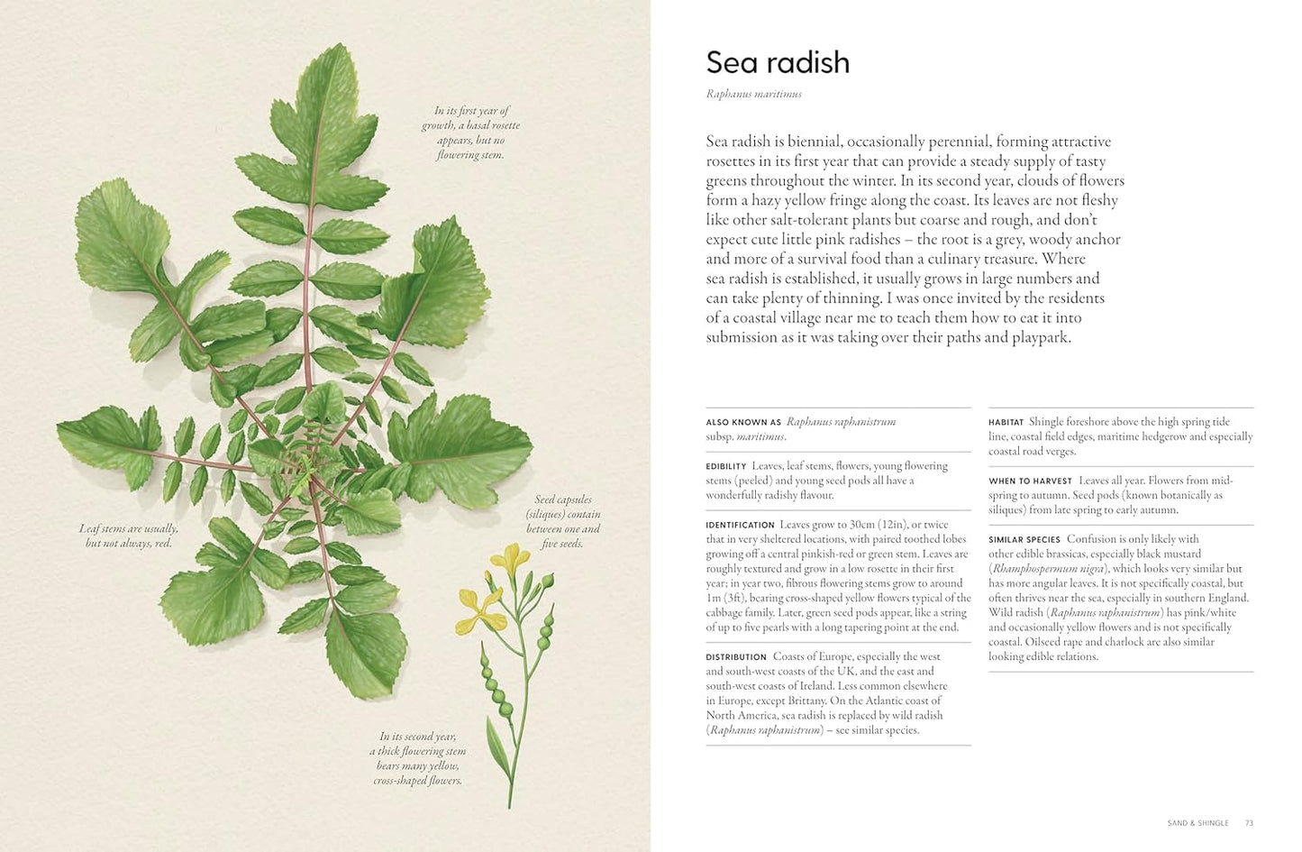The Coastal Forager