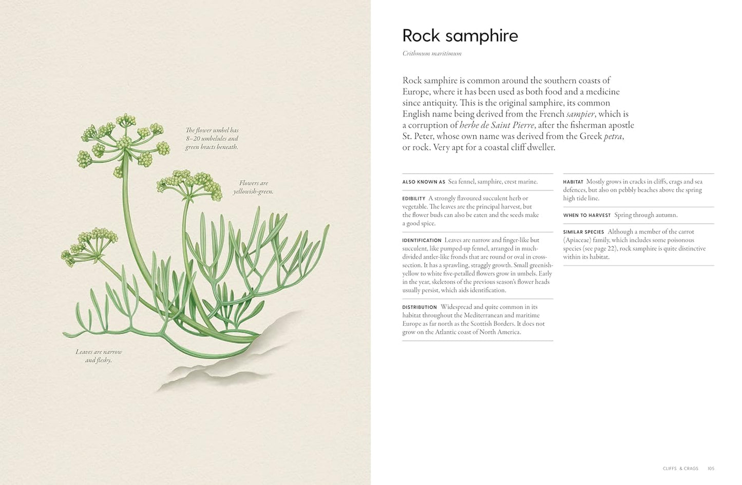 The Coastal Forager